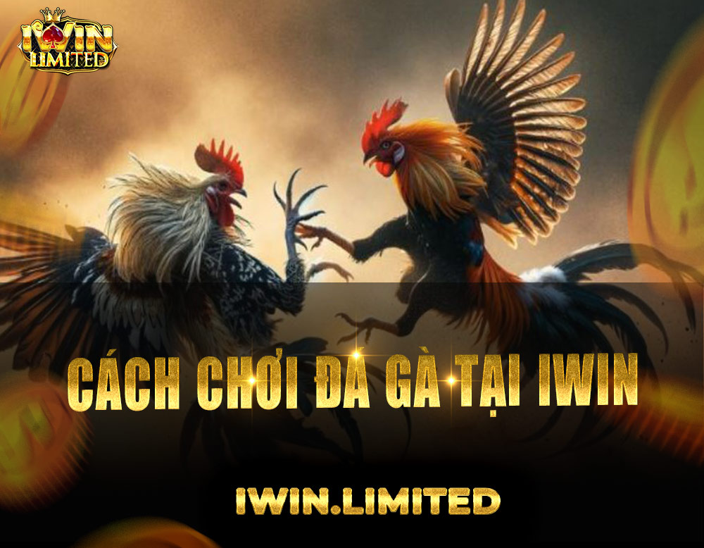 Hướng dẫn cách chơi đá gà tại iWin Club chính xác nhất hôm nay